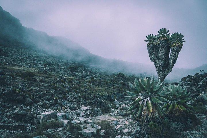 7 Days Mount Kilimanjaro Machame Route