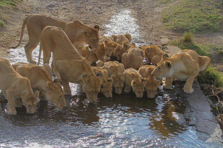 7 Days: Wildebeests migration calving Southern Serengeti
