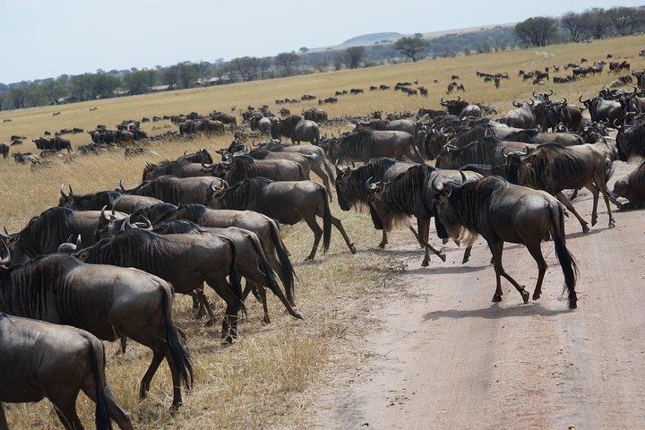 7 Days: Wildebeests migration calving Southern Serengeti