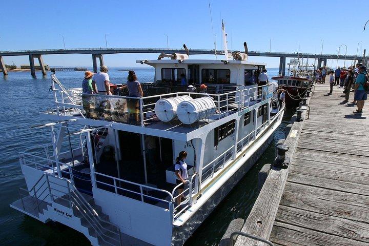 Dolphin & Whale Cruise