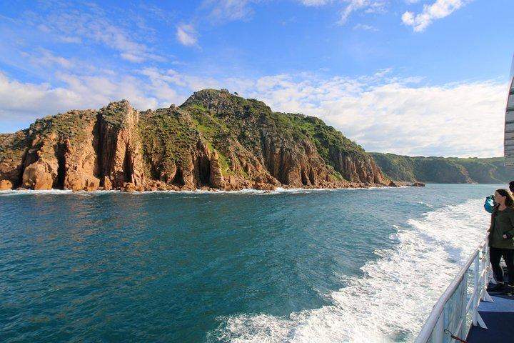 Dolphin & Whale Cruise