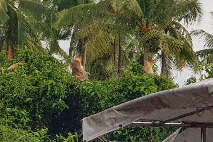 Sky-Mirror Photographing and Proboscis Monkey & Fireflies Watching River-Cruise