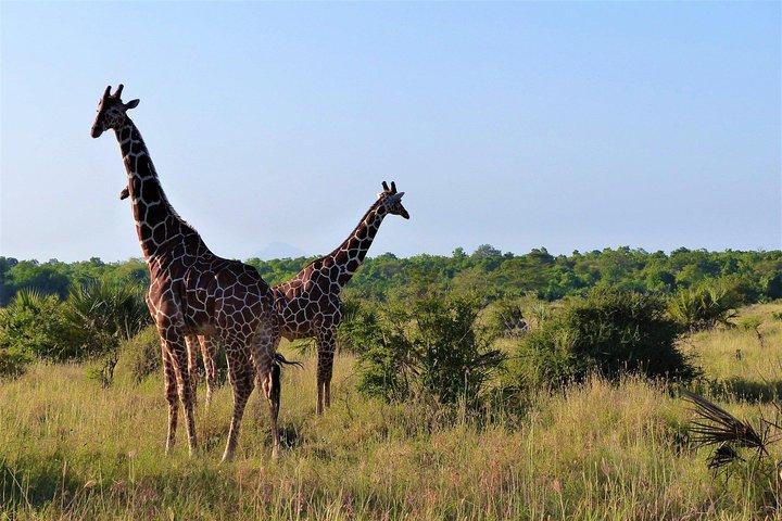 5 Days Selous & Mikumi National Park From Dar es Salaam / Zanzibar