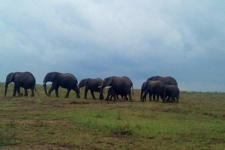 5 Days Selous & Mikumi National Park From Dar es Salaam / Zanzibar