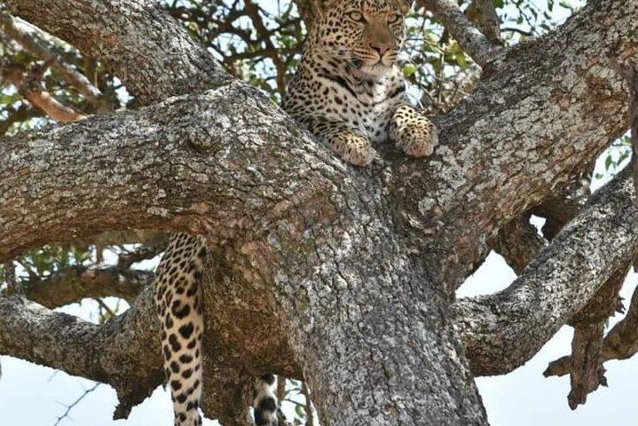 Ngorongoro, Manyara, Tarangire