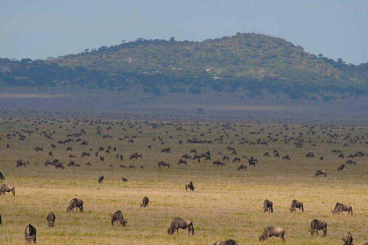 7 Days wildebeest Migration Crossing in Serengeti