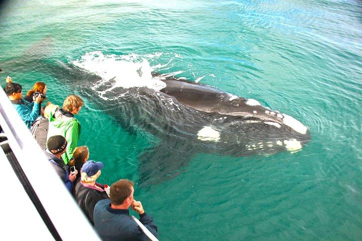 Augusta Whale Watching Tour
