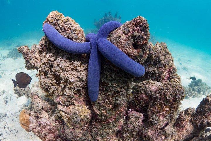 Ningaloo Reef Snorkel and Wildlife Adventure