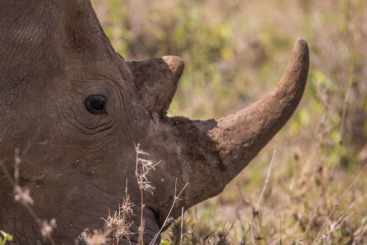 Nairobi National Park Day Tour