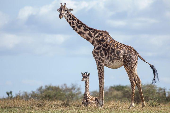 Nairobi National Park Day Tour