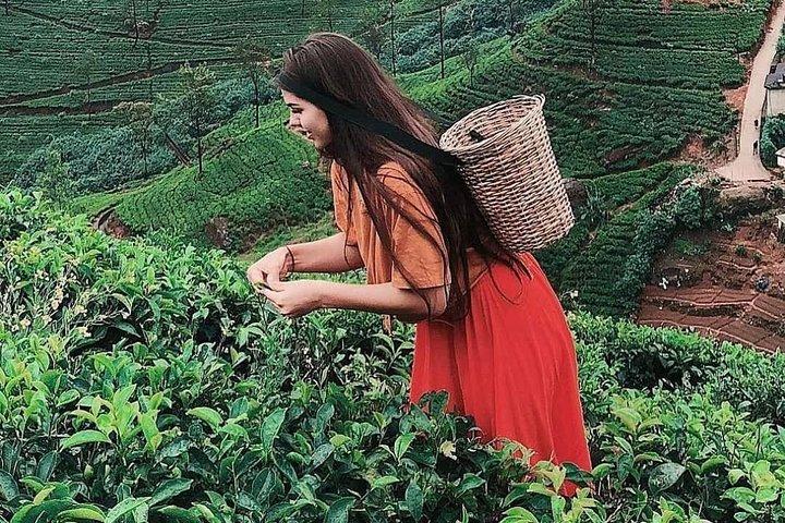 Kandy to Nuwara Eliya Day Tour