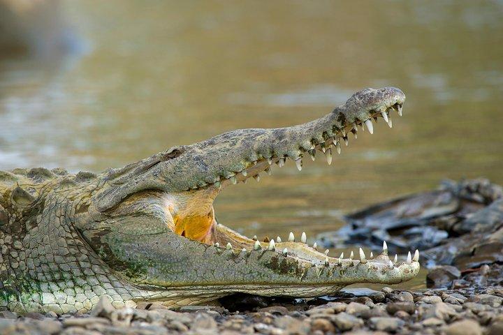 Spectacular Palo Verde Eco-Tour & Blue Zone Adventure
