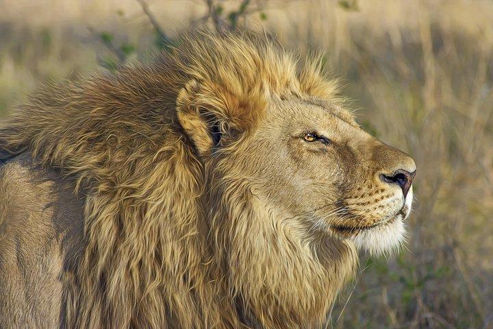 Nairobi Park 6.a.m - 11.a.m Wildlife Safari