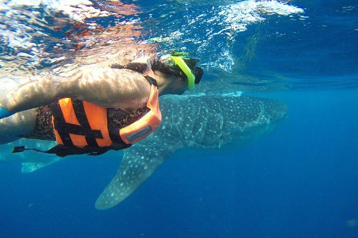 Half Day Whale Shark Tour From Playa del Carmen