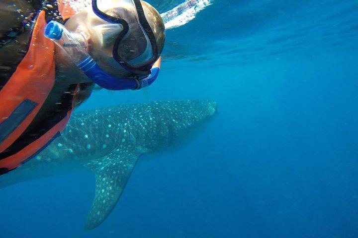Whale Shark Tour from Cancun and Playa Del Carmen