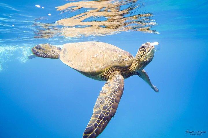 West Maui Afternoon Snorkel from Ka’anapali Beach