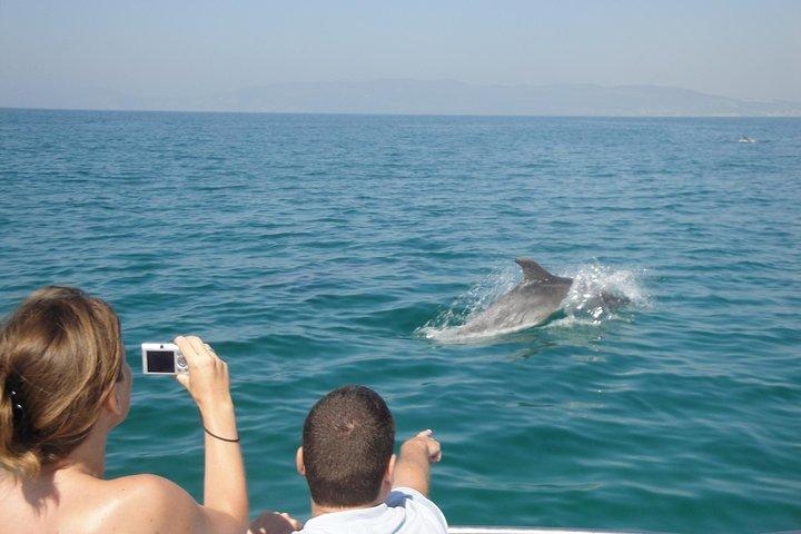 Boat Trip for Dolphin Watching along the Arrabida Coast and Sesimbra