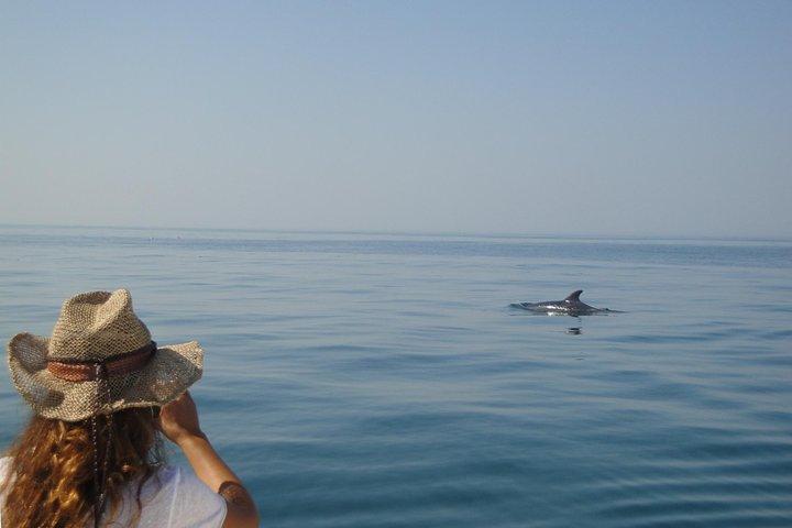 Boat Trip for Dolphin Watching along the Arrabida Coast and Sesimbra
