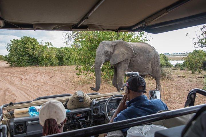 Chobe National Park Day Tour — from Livingstone