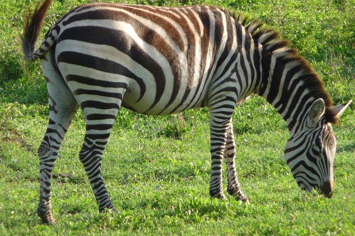 3 Days Amzing Safari in Tarangire and Nngorongoro