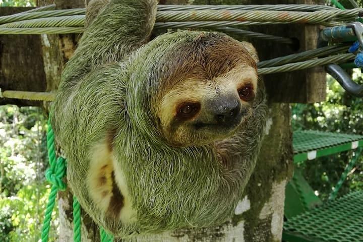 Titi Canopy Tour, Zipline, Rappel down, Tarzan swing