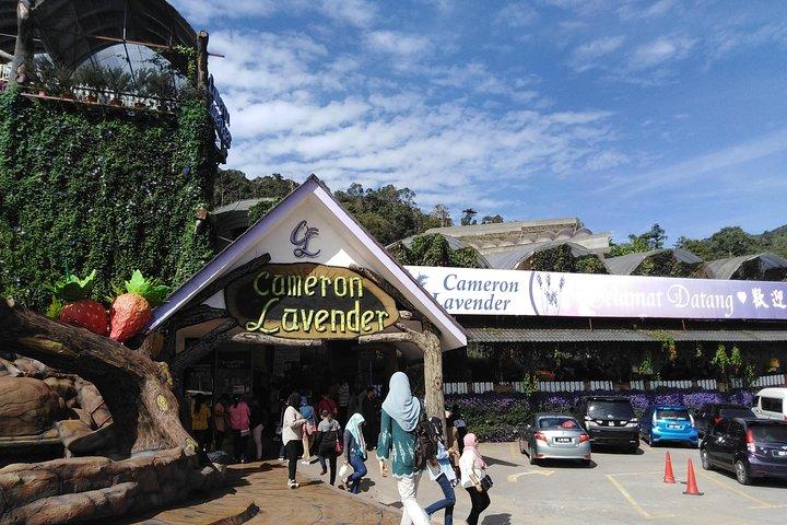 Private: Cameron Highlands 2 days 1 night Trip