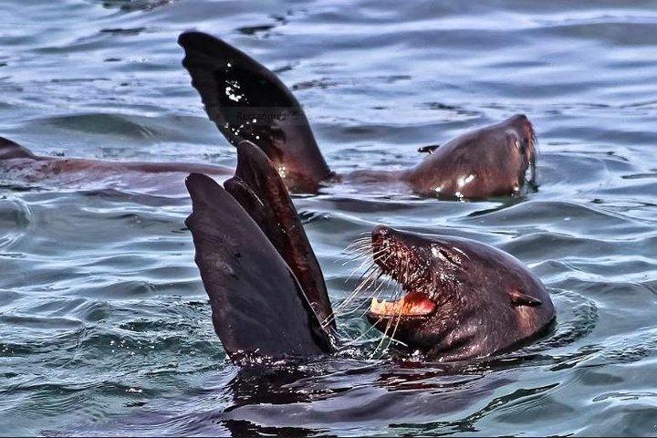 Shark Diving Full Day Guided Return Transfer to Gansbaai from Cape Town