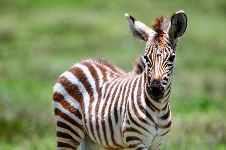 2 days quick trip to Mikumi National park