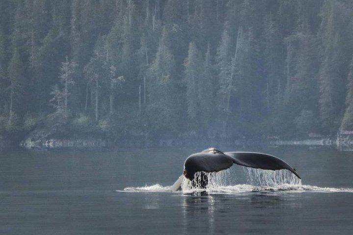 Vancouver Island Half-Day Whale Watching Tour - Telegraph Cove