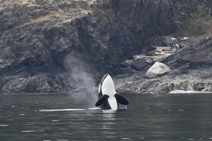 Vancouver Half-Day Whale Watching Adventure with Free Photos