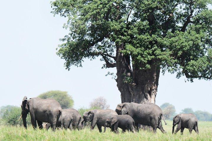 5 Days Tanzania Camping Safari