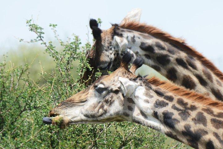 5 Days Tanzania Camping Safari
