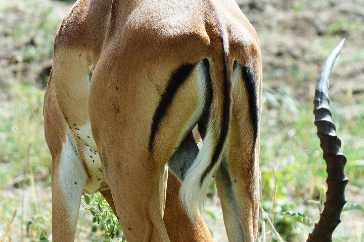 5 Days Tanzania Camping Safari