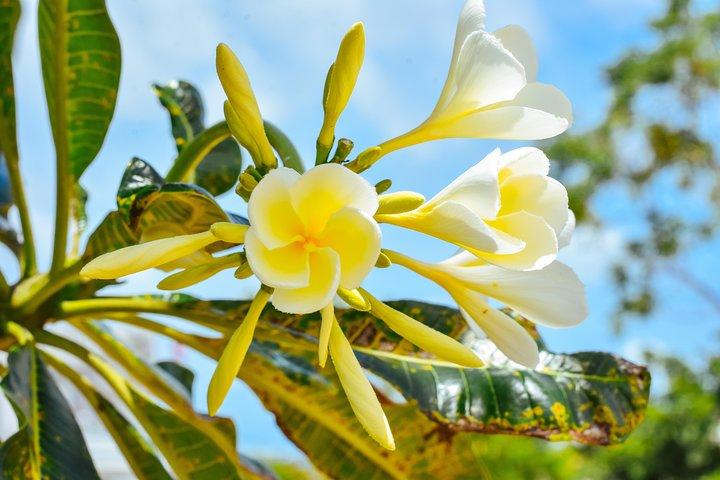 Private Phuket City Tour with Licensed Guide