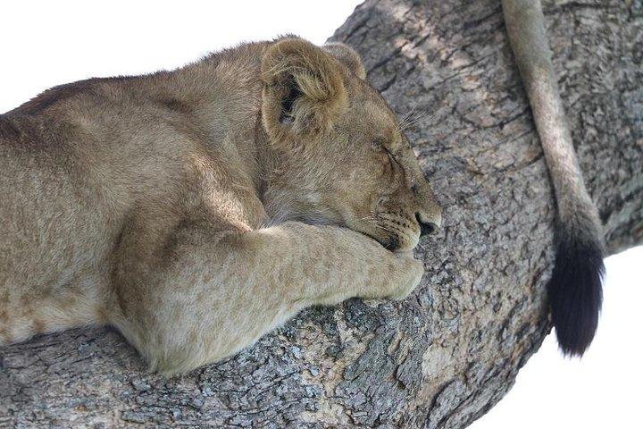 Discover Tanzania through the 3 wild classics
