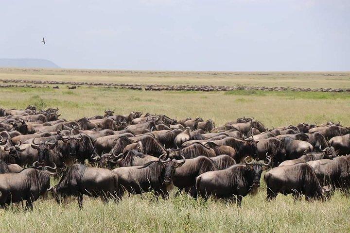 6 Days Big Five Tanzania Wildlife Safari