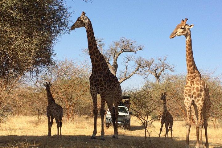 Sensafari Yo private driver tour guide in Senegal- Bandia reserve