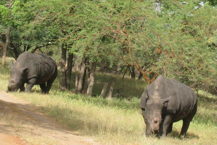 Sensafari Yo private driver tour guide in Senegal- Bandia reserve
