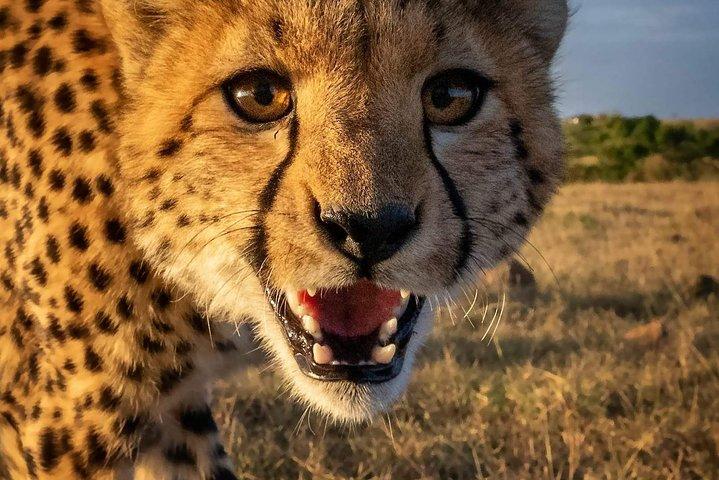 7 Days Great Migration Safari Tanzania (Private budget Safari)