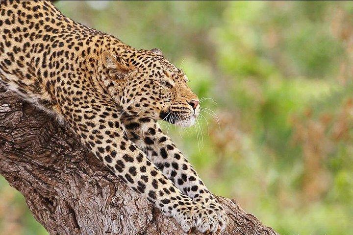 7 Days Great Migration Safari Tanzania (Private budget Safari)