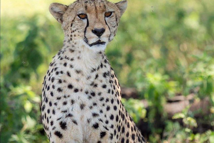 2 Days Budget Camping Safari Tour Tanzania