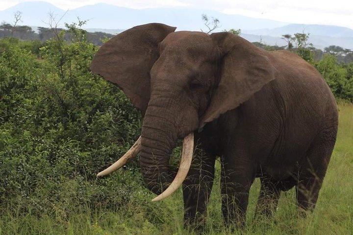 2 Days Budget Camping Safari Tour Tanzania
