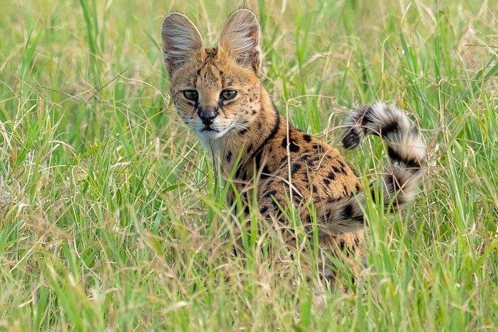 2 Days Budget Camping Safari Tour Tanzania