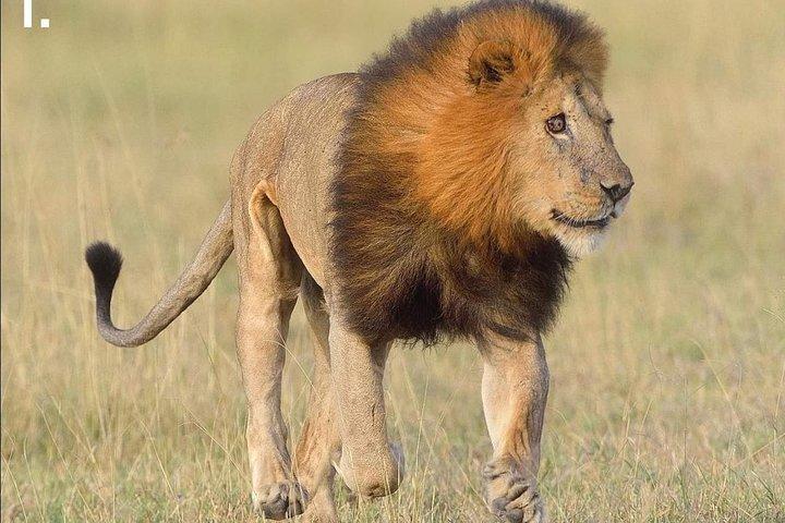 5 Days Affordable Budget Safari to Northern Tanzania
