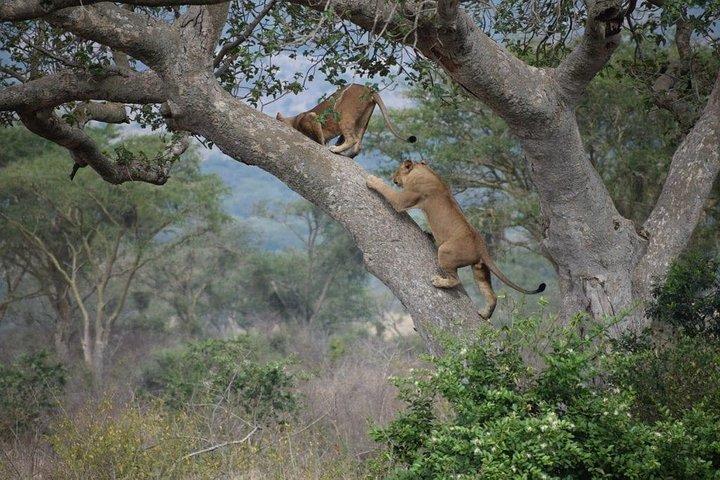 4 Days Group Safari Tour - Book Now