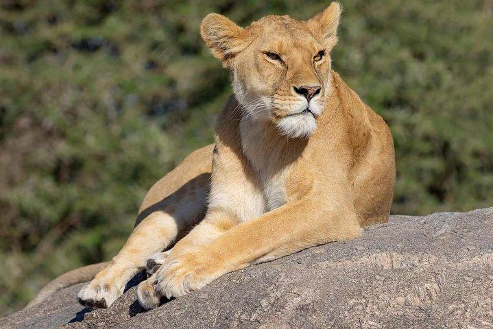 4 Days Group Safari Tour - Book Now
