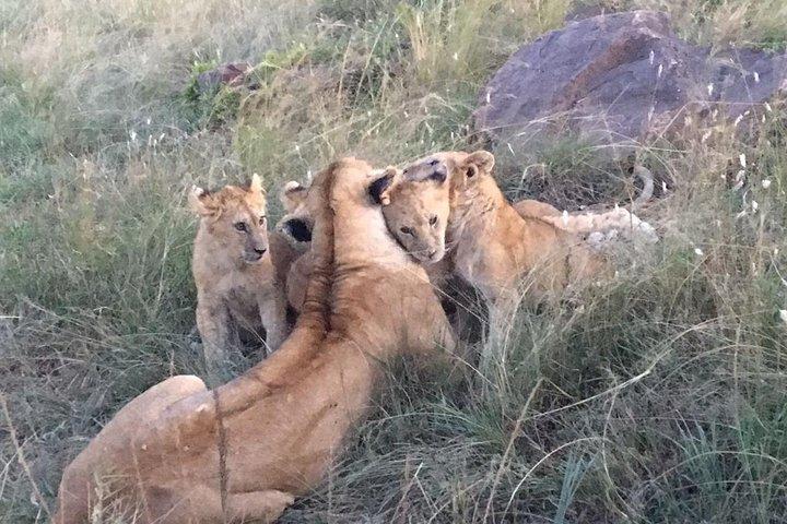 5 Days Masai Mara, Lake Nakuru, Lake Naivasha Magical Wildlife Safari in Kenya