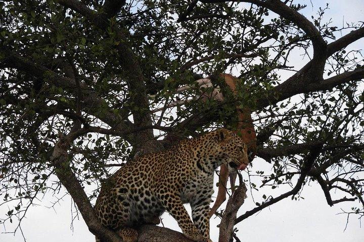 5 Days Masai Mara, Lake Nakuru, Lake Naivasha Magical Wildlife Safari in Kenya
