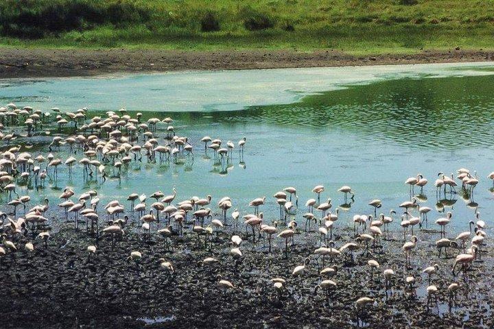 7 Day Private Mid Range Big Five Safari to Tanzania Park