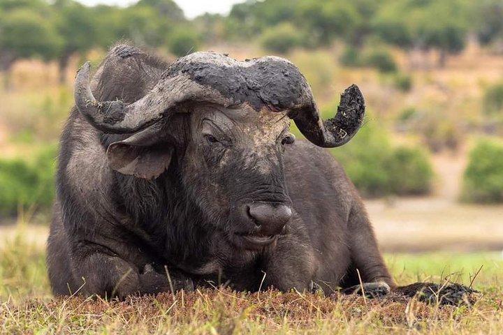 9 Days Budget Lodge Safari Tour